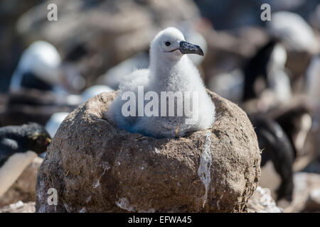 Schwarze Augenbrauen Albatros Küken im Nest, New Island, Falkland Stockfoto