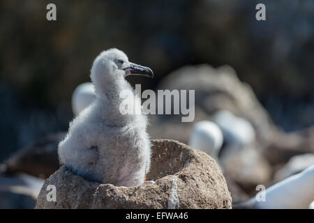 Schwarze Augenbrauen Albatros Küken im Nest, New Island, Falkland Stockfoto