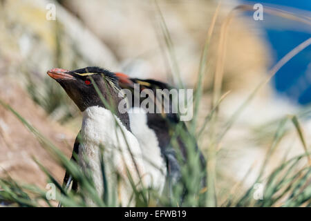 Erwachsenen Rockhopper Penguins (Eudyptes Chrysocome), Falklandinseln, südlichen Atlantik Stockfoto