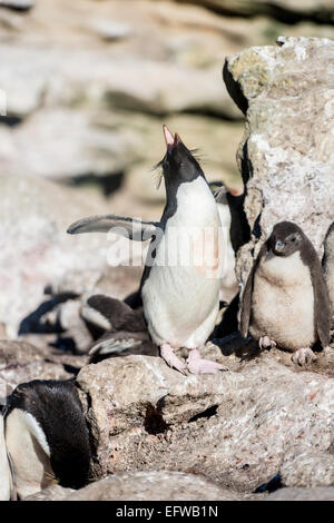 Erwachsenen Felsenpinguin (Eudyptes Chrysocome) Gehabe, mit Küken, Falkland-Inseln, südlichen Atlantik Stockfoto