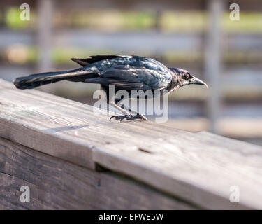 Delray Beach, Florida, USA. 31. Januar 2015. Eine männliche Boot-angebundene Grackle (Quiscalus großen) mit seinen schillernden schwarzen Gefieder, hocken auf einem Geländer in der 50 Hektar großen (2343 m) Wakodahatchee Feuchtgebiete in Delray Beach, Florida, die Möglichkeiten um Vögel in natürlichen Lebensräumen zu beobachten. © Arnold Drapkin/ZUMA Draht/Alamy Live-Nachrichten Stockfoto