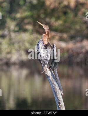 Delray Beach, Florida, USA. 31. Januar 2015. Eine weibliche Anhinga (Anhinga Anhinga), in dem 50 Hektar großen (2343 m) Wakodahatchee Feuchtgebiete in Delray Beach, Florida, die Möglichkeiten um Vögel in natürlichen Lebensräumen zu beobachten. © Arnold Drapkin/ZUMA Draht/Alamy Live-Nachrichten Stockfoto