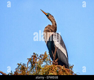 Delray Beach, Florida, USA. 31. Januar 2015. Eine weibliche Anhinga (Anhinga Anhinga), in dem 50 Hektar großen (2343 m) Wakodahatchee Feuchtgebiete in Delray Beach, Florida, die Möglichkeiten um Vögel in natürlichen Lebensräumen zu beobachten. © Arnold Drapkin/ZUMA Draht/Alamy Live-Nachrichten Stockfoto