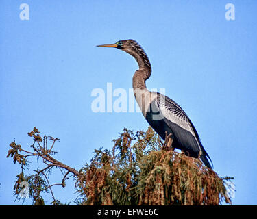 Delray Beach, Florida, USA. 31. Januar 2015. Eine weibliche Anhinga (Anhinga Anhinga), in dem 50 Hektar großen (2343 m) Wakodahatchee Feuchtgebiete in Delray Beach, Florida, die Möglichkeiten um Vögel in natürlichen Lebensräumen zu beobachten. © Arnold Drapkin/ZUMA Draht/Alamy Live-Nachrichten Stockfoto