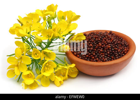 Senf-Blumen und Öl auf weißem Hintergrund Stockfoto