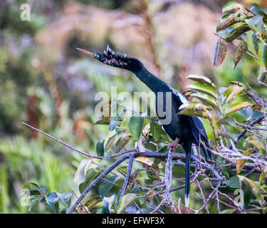 Delray Beach, Florida, USA. 31. Januar 2015. Eine männliche Anhinga (Anhinga Anhinga) mit Paarung Gefieder, in dem 50 Hektar großen (2343 m) Wakodahatchee Feuchtgebiete in Delray Beach, Florida, die Möglichkeiten um Vögel in natürlichen Lebensräumen zu beobachten. © Arnold Drapkin/ZUMA Draht/Alamy Live-Nachrichten Stockfoto