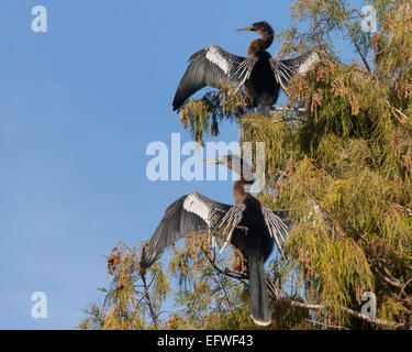 Delray Beach, Florida, USA. 31. Januar 2015. Ein paar weibliche Anhinga (Anhinga Anhinga), in dem 50 Hektar großen (2343 m) Wakodahatchee Feuchtgebiete in Delray Beach, Florida, die Möglichkeiten um Vögel in natürlichen Lebensräumen zu beobachten. © Arnold Drapkin/ZUMA Draht/Alamy Live-Nachrichten Stockfoto