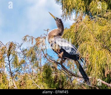 Delray Beach, Florida, USA. 31. Januar 2015. Eine weibliche Anhinga (Anhinga Anhinga), in dem 50 Hektar großen (2343 m) Wakodahatchee Feuchtgebiete in Delray Beach, Florida, die Möglichkeiten um Vögel in natürlichen Lebensräumen zu beobachten. © Arnold Drapkin/ZUMA Draht/Alamy Live-Nachrichten Stockfoto