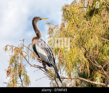 Delray Beach, Florida, USA. 31. Januar 2015. Eine weibliche Anhinga (Anhinga Anhinga), in dem 50 Hektar großen (2343 m) Wakodahatchee Feuchtgebiete in Delray Beach, Florida, die Möglichkeiten um Vögel in natürlichen Lebensräumen zu beobachten. © Arnold Drapkin/ZUMA Draht/Alamy Live-Nachrichten Stockfoto