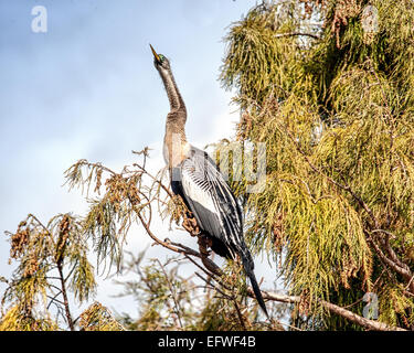 Delray Beach, Florida, USA. 31. Januar 2015. Eine weibliche Anhinga (Anhinga Anhinga), in dem 50 Hektar großen (2343 m) Wakodahatchee Feuchtgebiete in Delray Beach, Florida, die Möglichkeiten um Vögel in natürlichen Lebensräumen zu beobachten. © Arnold Drapkin/ZUMA Draht/Alamy Live-Nachrichten Stockfoto