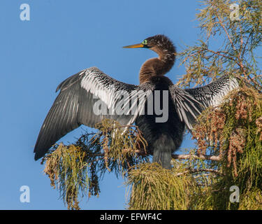 Delray Beach, Florida, USA. 31. Januar 2015. Eine weibliche Anhinga (Anhinga Anhinga), in dem 50 Hektar großen (2343 m) Wakodahatchee Feuchtgebiete in Delray Beach, Florida, die Möglichkeiten um Vögel in natürlichen Lebensräumen zu beobachten. © Arnold Drapkin/ZUMA Draht/Alamy Live-Nachrichten Stockfoto