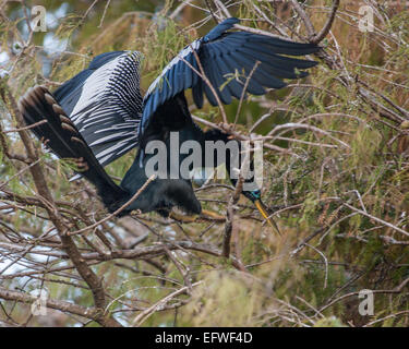 Delray Beach, Florida, USA. 31. Januar 2015. Eine männliche Anhinga (Anhinga Anhinga) mit Paarung Gefieder, in dem 50 Hektar großen (2343 m) Wakodahatchee Feuchtgebiete in Delray Beach, Florida, die Möglichkeiten um Vögel in natürlichen Lebensräumen zu beobachten. © Arnold Drapkin/ZUMA Draht/Alamy Live-Nachrichten Stockfoto