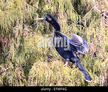 Delray Beach, Florida, USA. 31. Januar 2015. Eine männliche Anhinga (Anhinga Anhinga) mit Paarung Gefieder, in dem 50 Hektar großen (2343 m) Wakodahatchee Feuchtgebiete in Delray Beach, Florida, die Möglichkeiten um Vögel in natürlichen Lebensräumen zu beobachten. © Arnold Drapkin/ZUMA Draht/Alamy Live-Nachrichten Stockfoto