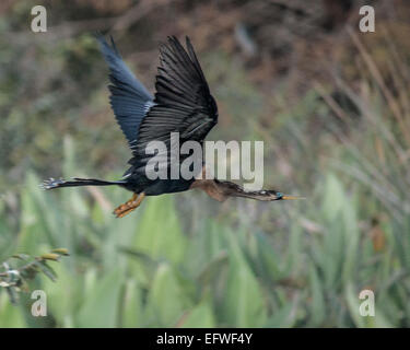 Delray Beach, Florida, USA. 31. Januar 2015. Eine weibliche Anhinga (Anhinga Anhinga) im Flug, in der 50 Hektar großen (2343 m) Wakodahatchee Feuchtgebiete in Delray Beach, Florida, die Möglichkeiten um Vögel in natürlichen Lebensräumen zu beobachten. © Arnold Drapkin/ZUMA Draht/Alamy Live-Nachrichten Stockfoto