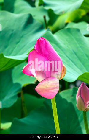 Pink Lotus Bud Seerosenblätter Nahaufnahme Lotus Teich Sommerpalast Peking China Stockfoto