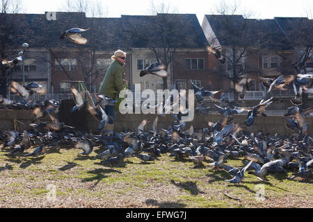 Frau, Fütterung verwilderte Tauben - USA Stockfoto