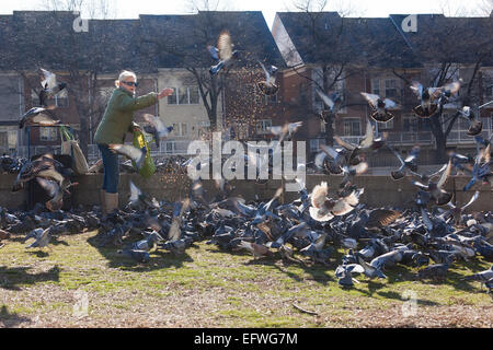 Frau, Fütterung verwilderte Tauben - USA Stockfoto