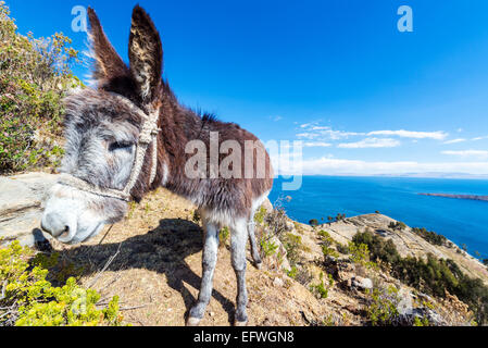 Nahaufnahme eines Esels mit Titicaca-See weit im Hintergrund auf der Isla del Sol in Bolivien Stockfoto