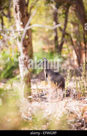 Känguru in Westaustralien Stockfoto