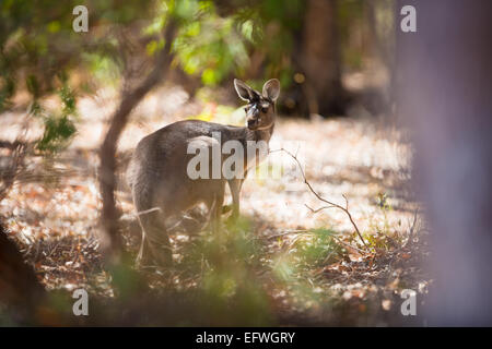 Känguru in Australien Stockfoto