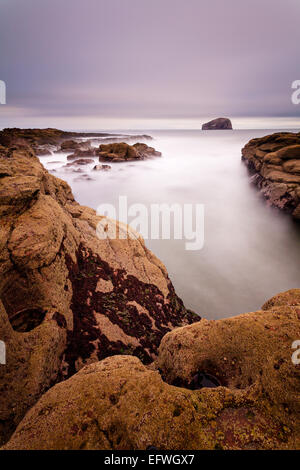 Felsformationen, die bei Ebbe im Seacliff Beach in der Nähe von North Berwick, mit dem Bass Rock sichtbar in der Ferne freigelegt. Stockfoto