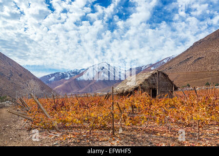 Weinberg im Elqui Valley für Pisco-Produktion mit Anden im Hintergrund in Chile Stockfoto