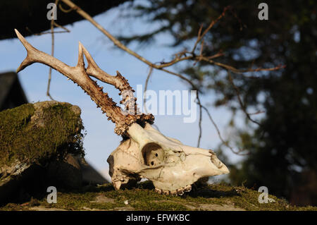 Hirsch-Schädel Stockfoto