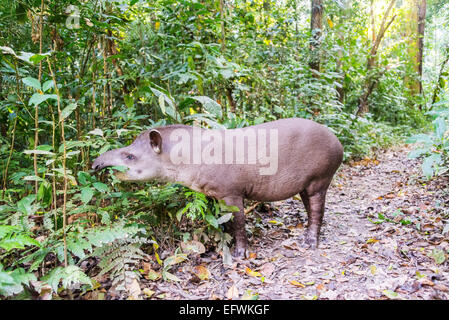 Brasilianische Tapir Beweidung auf Laub im Madidi Nationalpark im Amazonas-Regenwald in der Nähe von Rurrenabaque, Bolivien Stockfoto