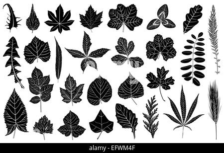Darstellung der verschiedenen Blätter Stockfoto