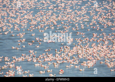 Große Kolonie von rosa Flamingos in Afrika Stockfoto
