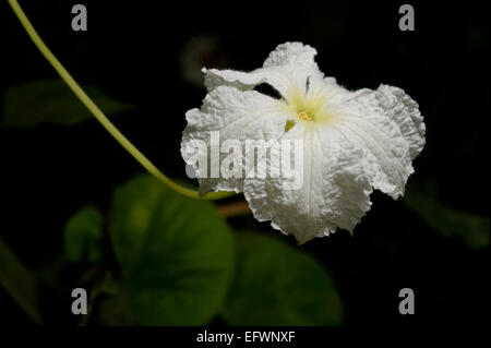 Blume der Kalebasse in der Nacht. Stockfoto