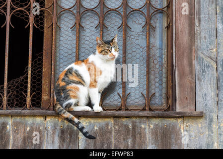 Eine Katze auf einem rustikalen Fensterbank in Valparaiso, Chile Stockfoto