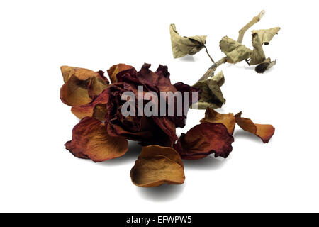 Toten Rose liegend auf weißem Hintergrund Stockfoto