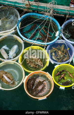 Fische zu fangen, Halong Bucht, Vietnam Stockfoto