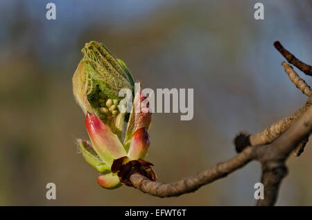 Rosskastanie Baum Knospe im zeitigen Frühjahr Stockfoto