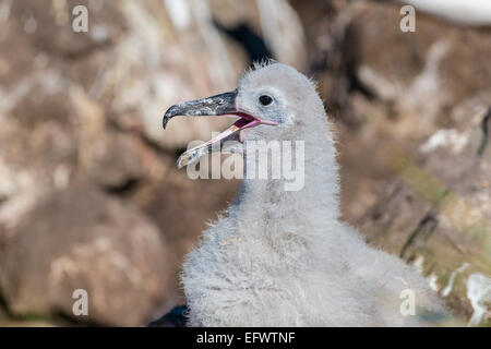 Schwarze Augenbrauen Albatros Küken (Thalassarche Melanophris), West Point Island, Falkland Stockfoto