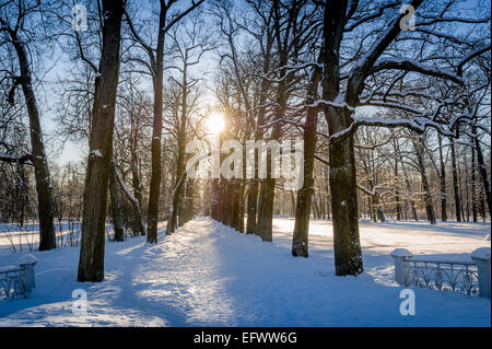 Wintersonne im park Stockfoto