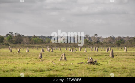 Termite Nester im Pantanal, Fokus auf Vordergrund, Brasilien Stockfoto