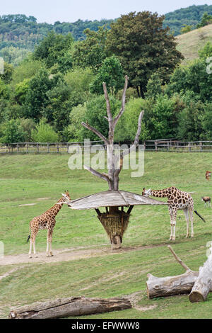Rothschild Giraffen füttern in der Rasenfläche. Stockfoto