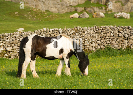 Zigeuner Pferde grasen auf der Wiese, Cumbria, UK Stockfoto