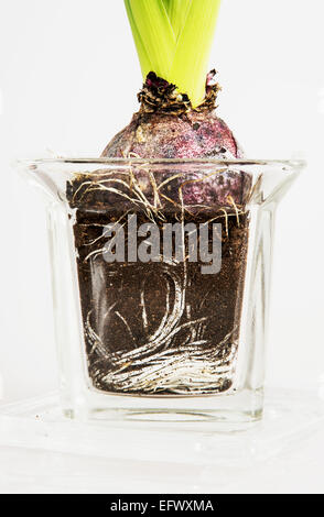 Rosa Hyacinthus in der Glas-Blumentopf. Gartenarbeit-Thema. Stockfoto