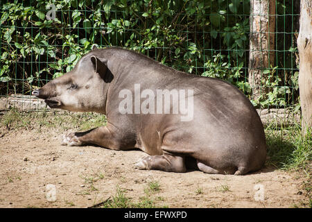 Südamerikanische Tapir (Tapirus Terrestris) ruht. Stockfoto