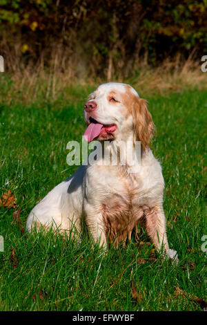 Portrait von clumber Spaniel sitzend in Feld Mit herausgestreckter Zunge Stockfoto