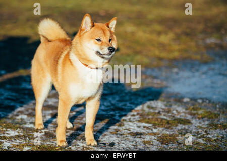 Schöne junge rote Shiba Inu Welpe Hund bleiben im Freien im Frühjahr Stockfoto