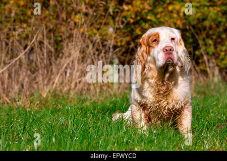 Portrait von clumber Spaniel sitzend in Sonnenbeschienenen Feld Stockfoto