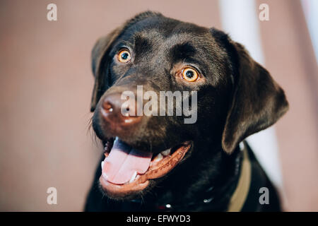 Chocolate Labrador Hund Nahaufnahme Close Up Kopf, Schnauze des Lab Welpe Whelp Stockfoto