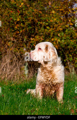 Portrait von clumber Spaniel sitzend in Sonnenbeschienenen Feld seitlich auf der Suche Stockfoto