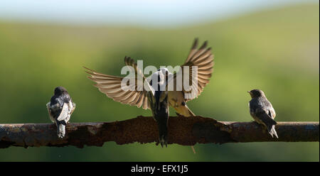 Erwachsenen Rauchschwalbe (Hirundo Rustica) junge Küken füttern. VEREINIGTES KÖNIGREICH. Stockfoto