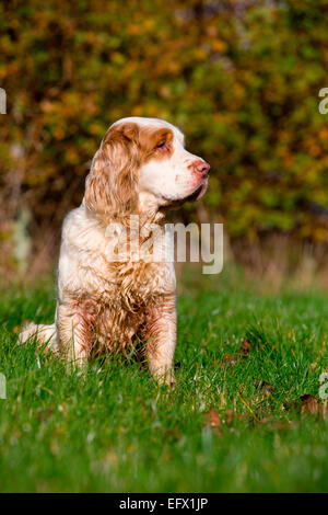 Portrait von clumber Spaniel sitzend in Sonnenbeschienenen Feld seitlich auf der Suche Stockfoto