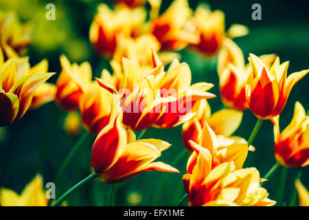 Gelbe und rote Blumen Tulpen im Frühling Garten Blumenbeet Stockfoto